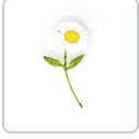 BROCHE FLEUR DAISY